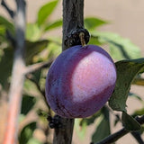 Sugar Prune Plum - C&J Gardening Center