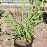 Sugarcane Plant - C&J Gardening Center