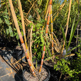 Sugarcane Plant - C&J Gardening Center