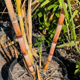 Sugarcane Plant - C&J Gardening Center