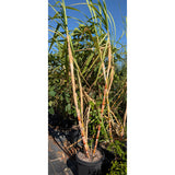 Sugarcane Plant - C&J Gardening Center