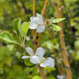 Sundowner Apple - C&J Gardening Center