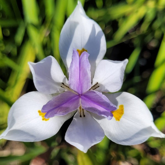fortnight lily flower Sunstripe Fortnight Lily