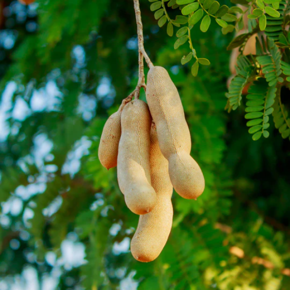 Tamarind Tree R Tamarind Tree
