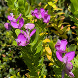 Sweet Pea Shrub