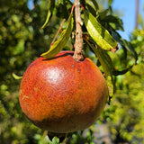 Sweet Pomegranate - C&J Gardening Center