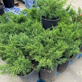 Tam Juniper - C&J Gardening Center