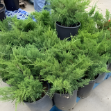 Tam Juniper - C&J Gardening Center