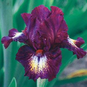Tennison Ridge Burgundy Bearded Iris