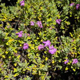Texas Ranger - C&J Gardening Center