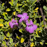 Texas Ranger - C&J Gardening Center