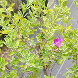 Texas Ranger - C&J Gardening Center