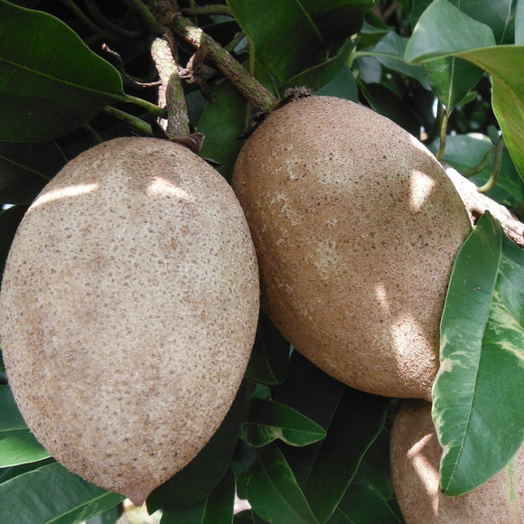 Tikal Sapodilla