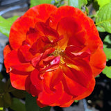 Today Rose - C&J Gardening Center
