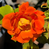 Today Rose - C&J Gardening Center