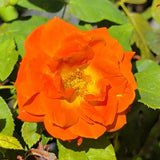 Today Rose - C&J Gardening Center