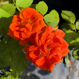 Today Rose - C&J Gardening Center