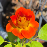 Today Rose - C&J Gardening Center