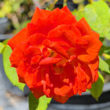 Today Rose - C&J Gardening Center