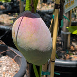 Tommy Atkins Mango - C&J Gardening Center