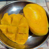 Tommy Atkins Mango - C&J Gardening Center