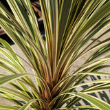Torbay Dazzler Grass Palm - C&J Gardening Center