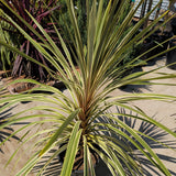 Torbay Dazzler Grass Palm - C&J Gardening Center