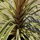 Torbay Dazzler Grass Palm - C&J Gardening Center
