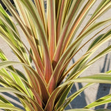 Torbay Dazzler Grass Palm