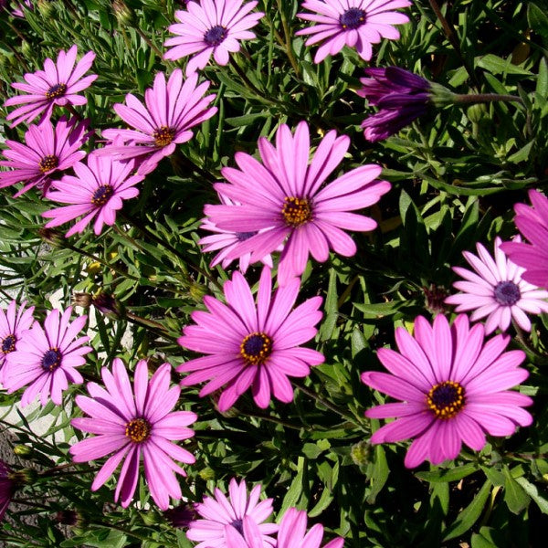 ※Daisy Trailing African Daisy | C&J Gardening Center