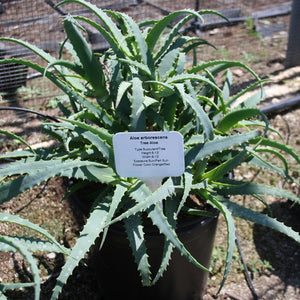 Tree Aloe