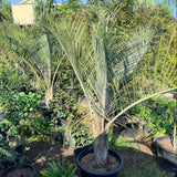 Triangle Palm - C&J Gardening Center