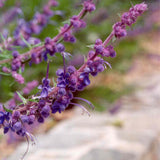 Woolly Blue Curls - C&J Gardening Center