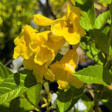 Yellow Trumpet Flower Tree - C&J Gardening Center