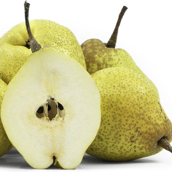 Suling Pear Tsu Li Chinese Pear | C&J Gardening Center