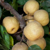 Tsu Li Chinese Pear