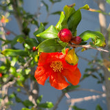 Utah Sweet Pomegranate - C&J Gardening Center