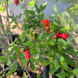 Utah Sweet Pomegranate - C&J Gardening Center