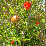 Utah Sweet Pomegranate - C&J Gardening Center