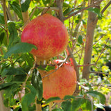 Utah Sweet Pomegranate - C&J Gardening Center