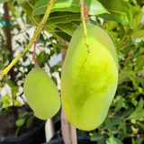 Valencia Pride Mango - C&J Gardening Center