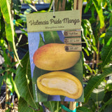 Valencia Pride Mango - C&J Gardening Center