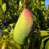 Valencia Pride Mango - C&J Gardening Center