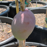 Van Dyke Mango