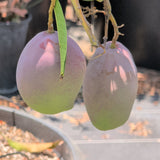 Van Dyke Mango