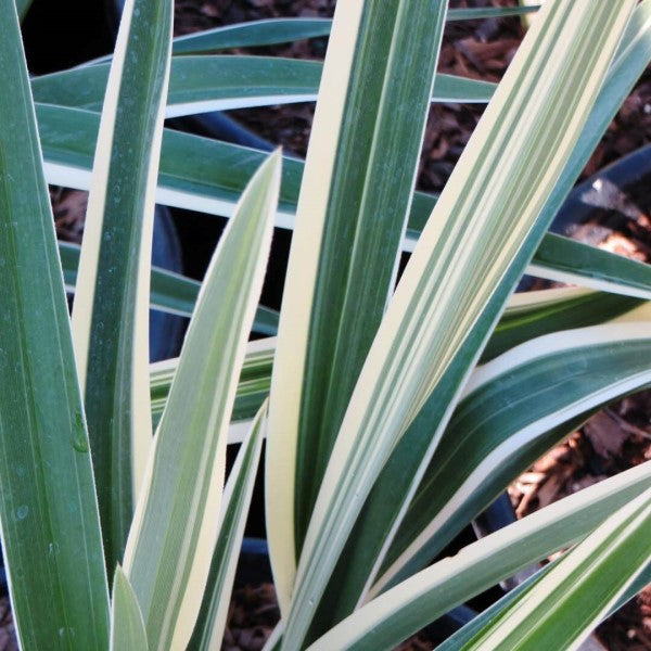 flax lily indoor plant Variegated Flax Lily Desert