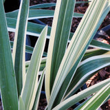Variegated Flax Lily