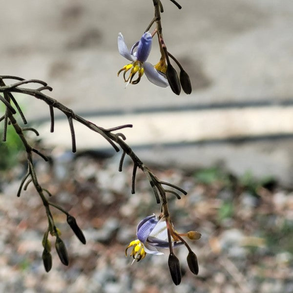 dianella flax lily flower Variegated Flax Lily Desert