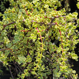 Variegated Elephant Bush - C&J Gardening Center