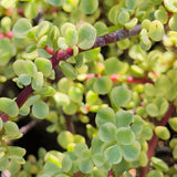 Variegated Elephant Bush - C&J Gardening Center